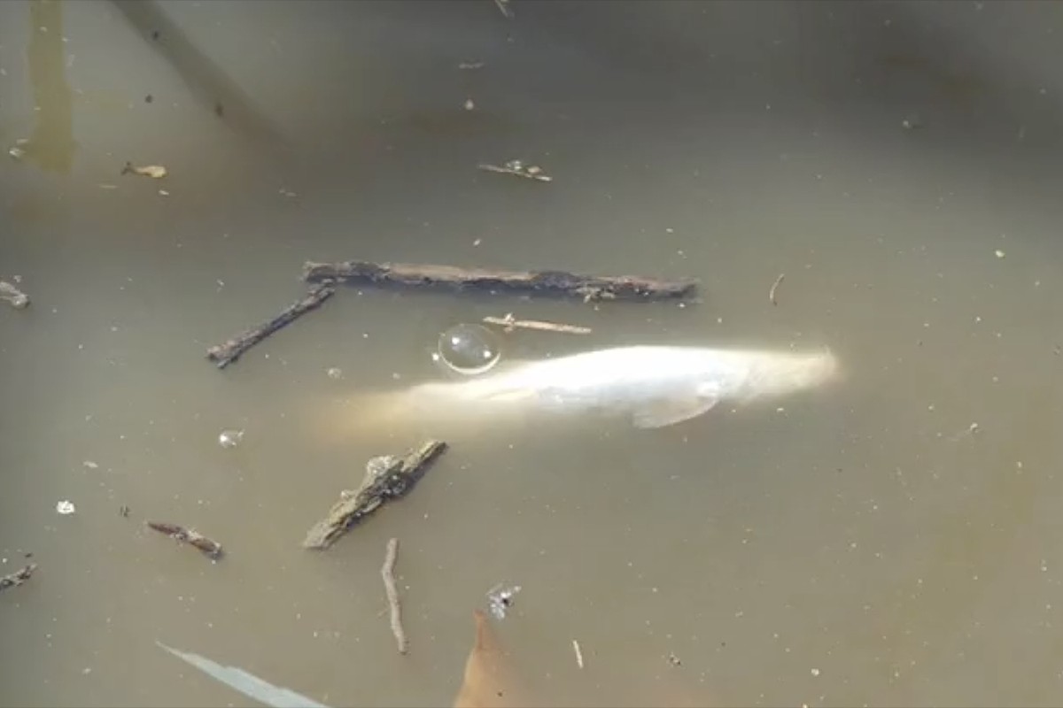 Un peix mort flotant al Mèder després de l’incident del pagès.