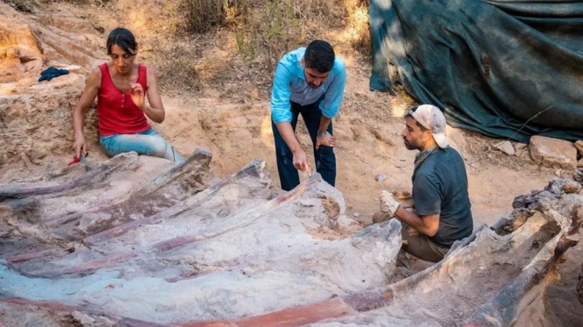 Investigadors treballen en l'excavació del dinosaure més gran d'Europa