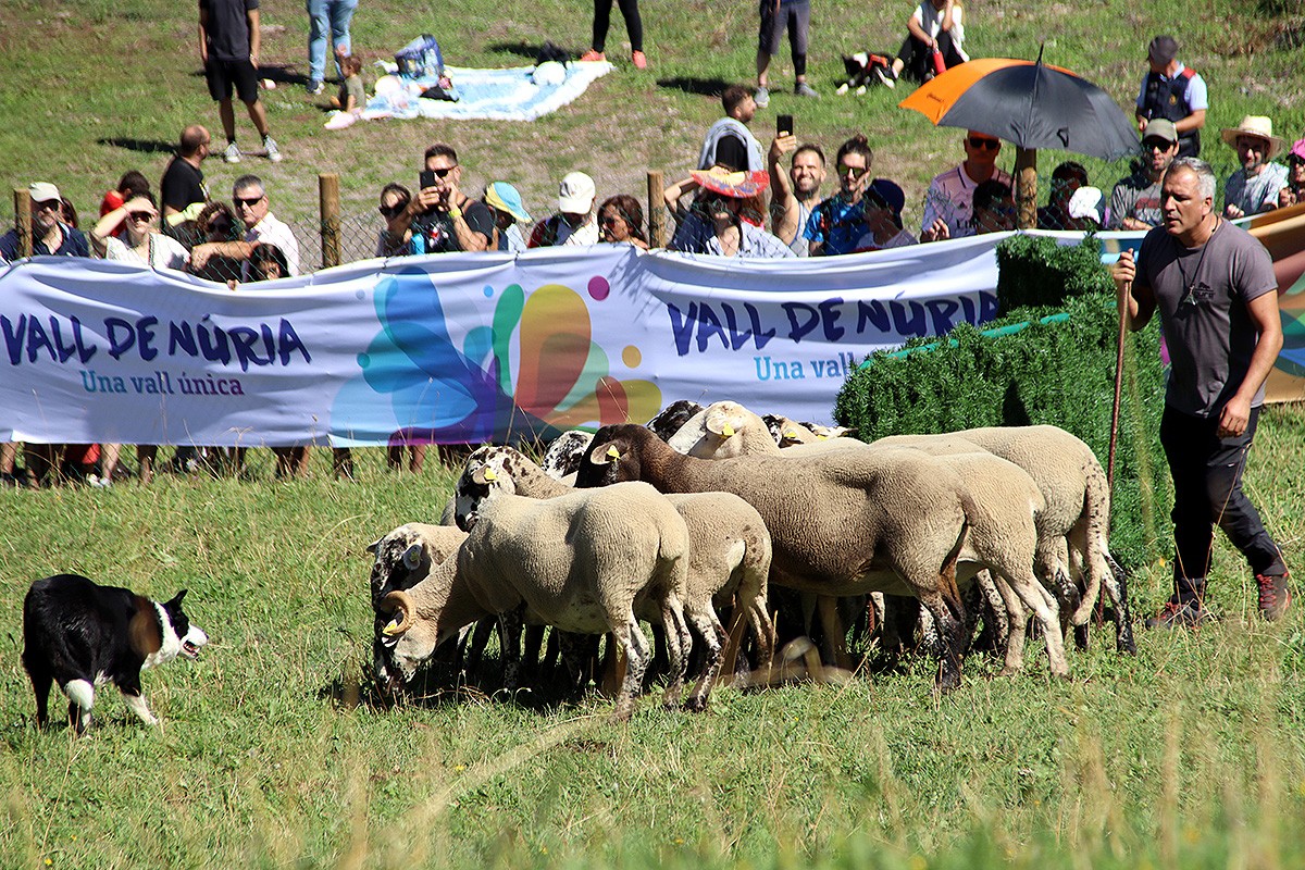 Un dels pastors guia el seu gos perquè les ovelles passin per on marca el concurs.