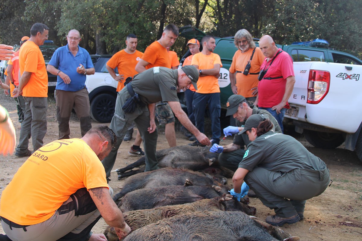 Caçadors amb uns senglars abatuts a Girona