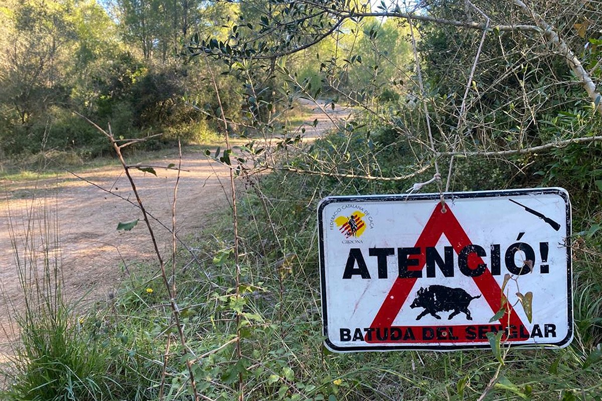 Un cartell que alerta d'una batuda de senglar en una zona boscosa.