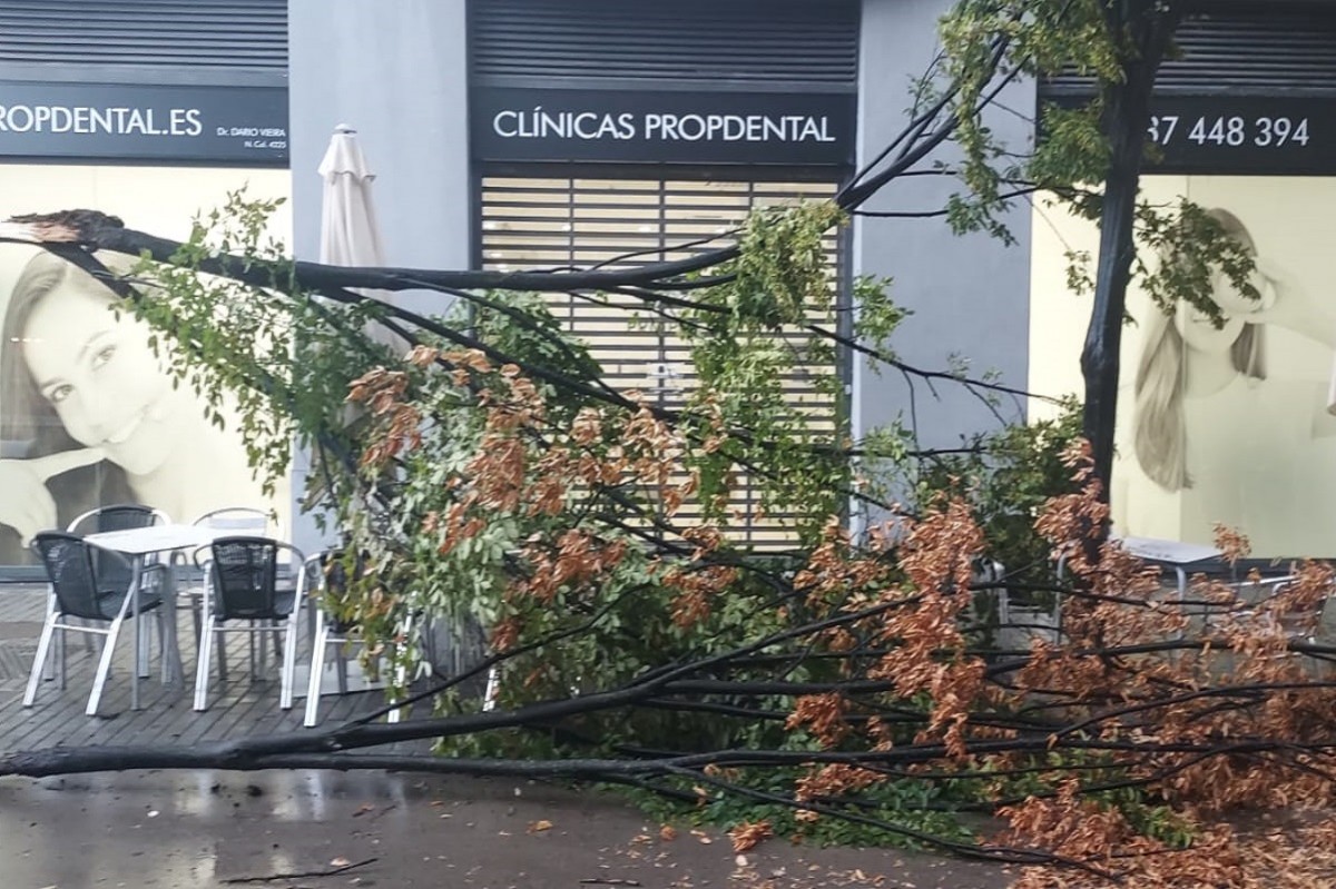 Un arbre caigut per les fortes ratxes de vent a Sabadell