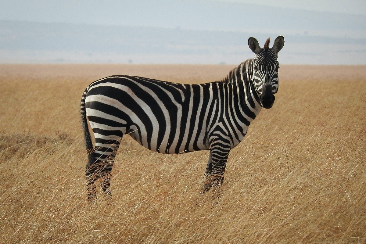 Una zebra, en una imatge d'arxiu
