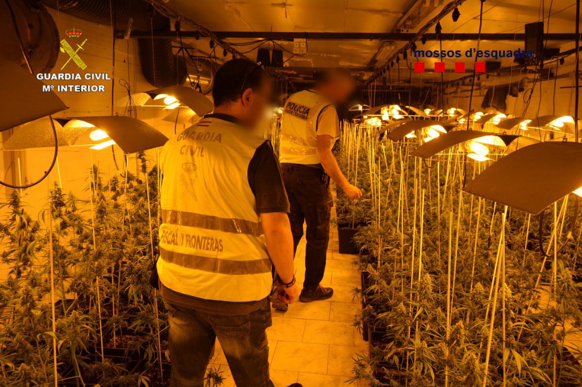 Els agents localizen plantes de marihuana a la nau de les Borges Blanques desmantellada.