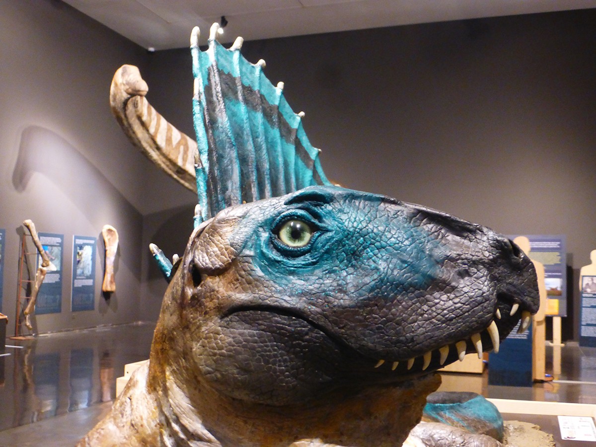 La reproducció d'un dinosaure que es pot veure al Museu de Lleida.