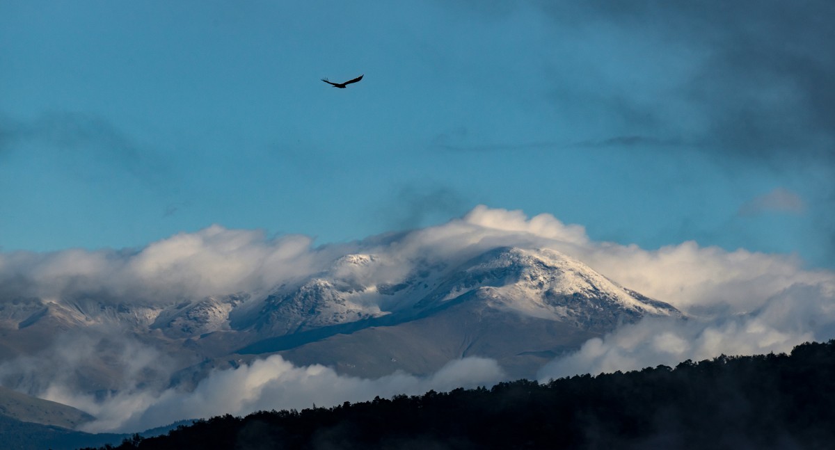 Un voltor volant davant del Puigmal nevat entre boires