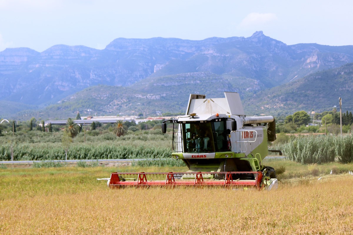 Una màquina recol·lectora segant l'arròs en una finca de la Ràpita, amb la serra del Montsià al fons  