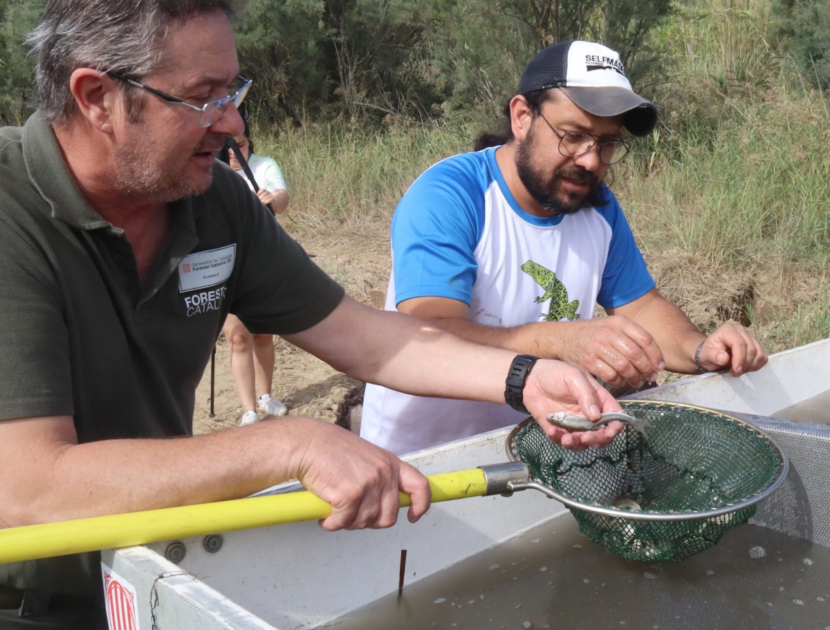 Tècnics de Forestal Catalana i del Grup Natura Freixe recompten els peixos abans d'alliberar-los a la llacuna de Riba-roja d'Ebre