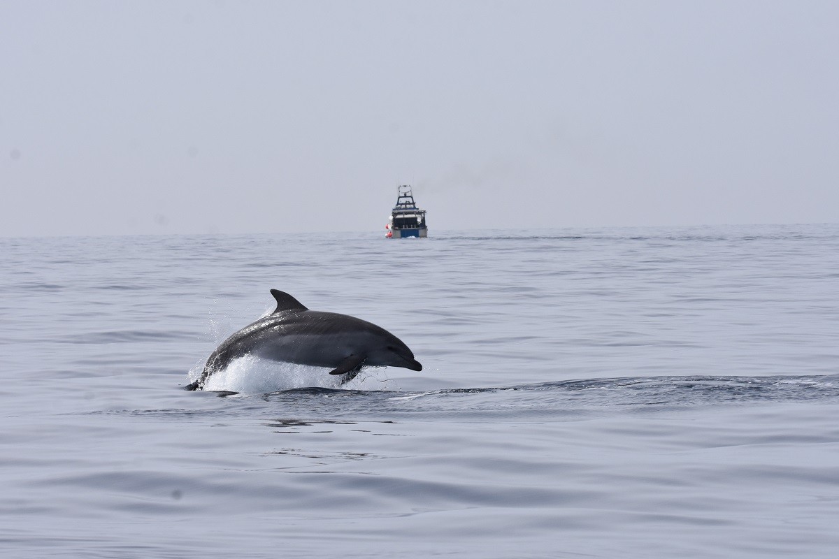 Un dofí mular darrere una barca d'arrossegament 