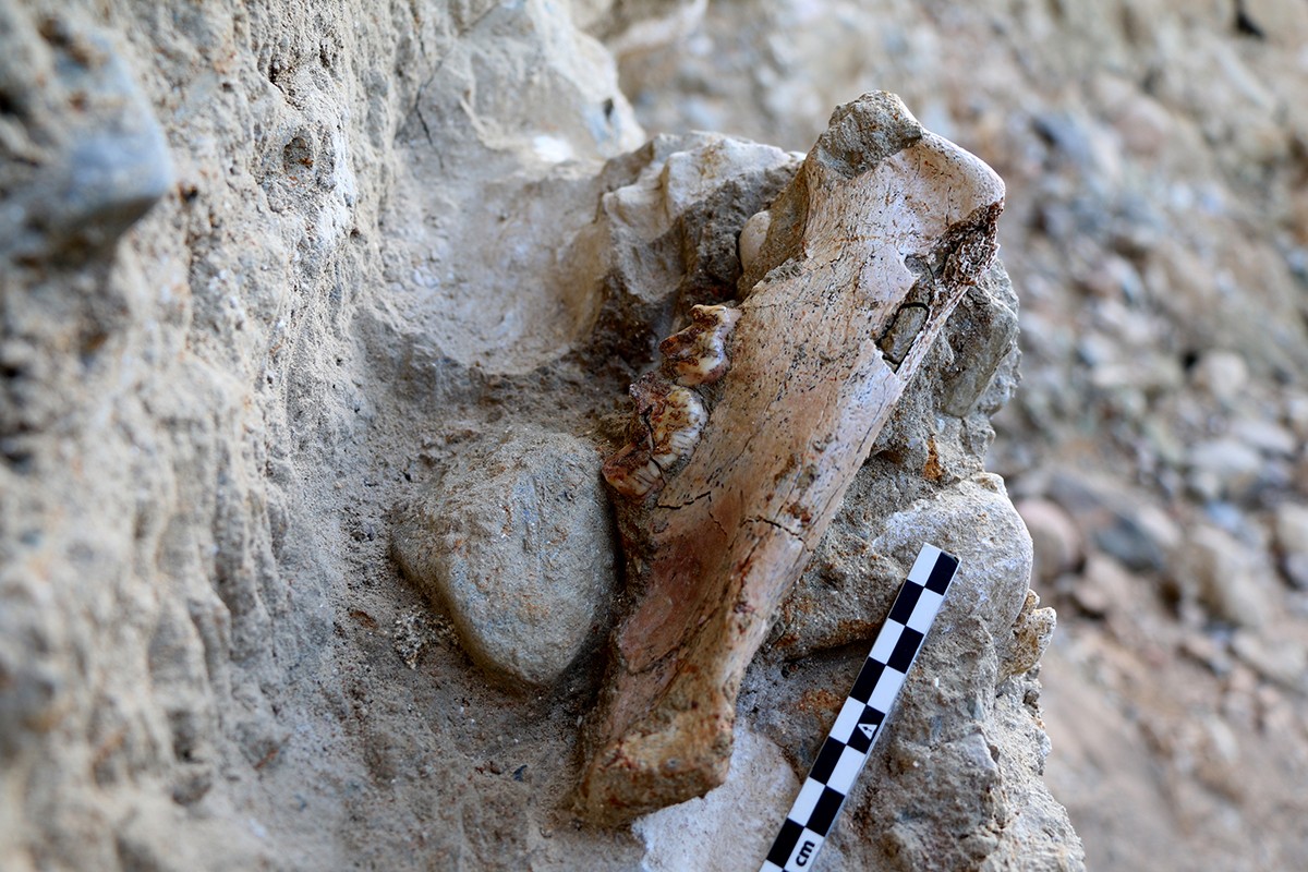 La mandíbula de tigre de dents de sabre de fa un milió d'anys recuperat en el jaciment del Barranc de la Boella durant la 16a campanya d'excavació arqueològica.