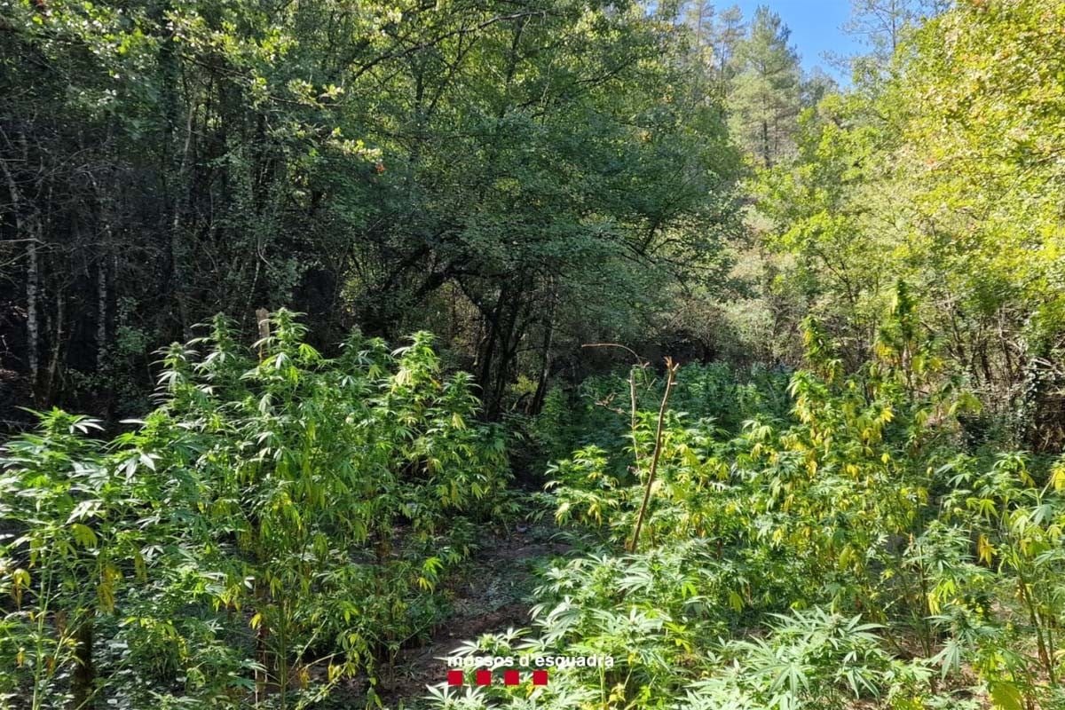 Les plantes de marihuana a l'interior d'un bosc al terme de Gaià