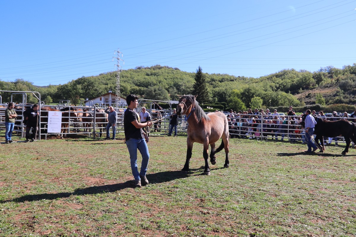 El Concurs de Cavall Pirinenc serà un dels plats forts de la fira ramadera juntamet amb el Concurs de Vaca Bruna dels Pirineus