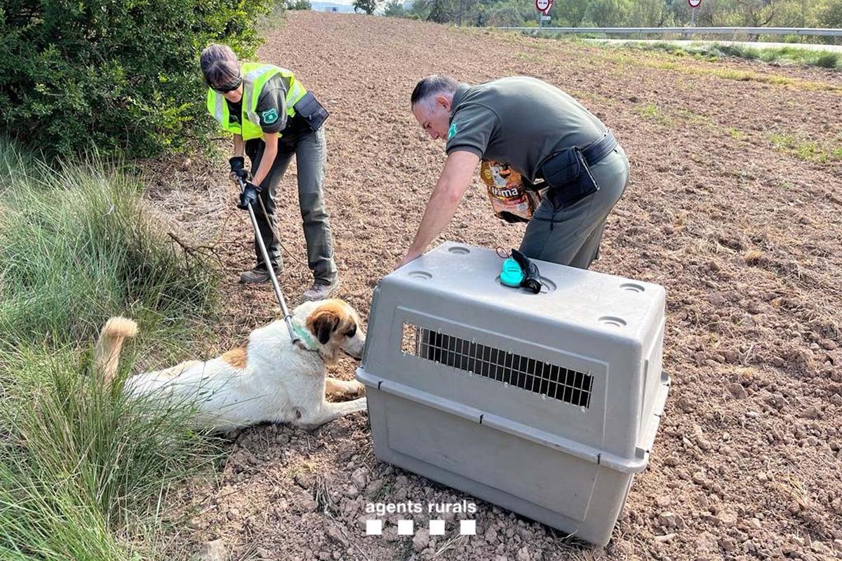 Els Agents Rurals rescatant un dels gossos