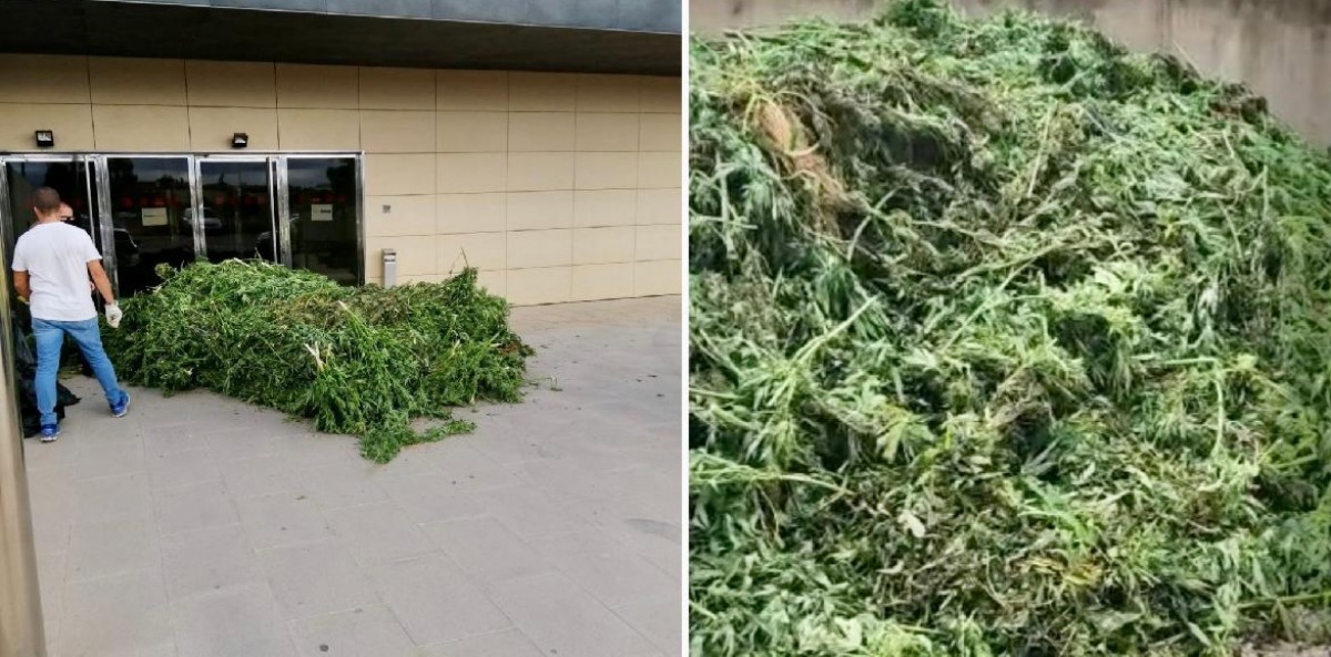 Marihuana decomissada  a l'exterior de la comissaria de Mossos d’Esquadra d'Amposta 