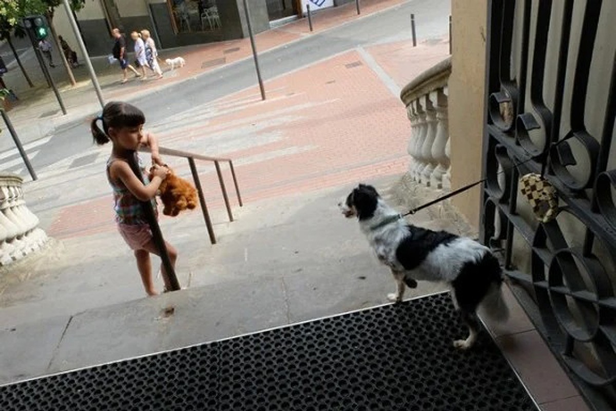 Una nena amb un osset de peluix observant un gos