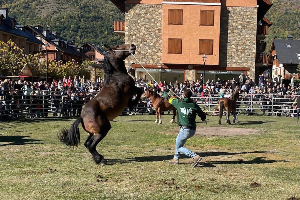Imatge del concurs de raça de Cavall Pirinenc català de l'any passat