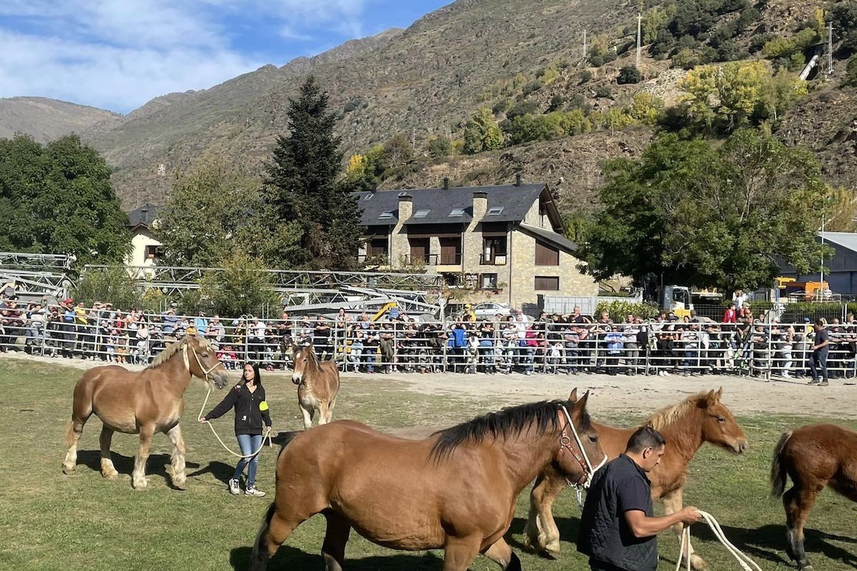 Un dels moments del Concurs de Cavall Pirinenc català
