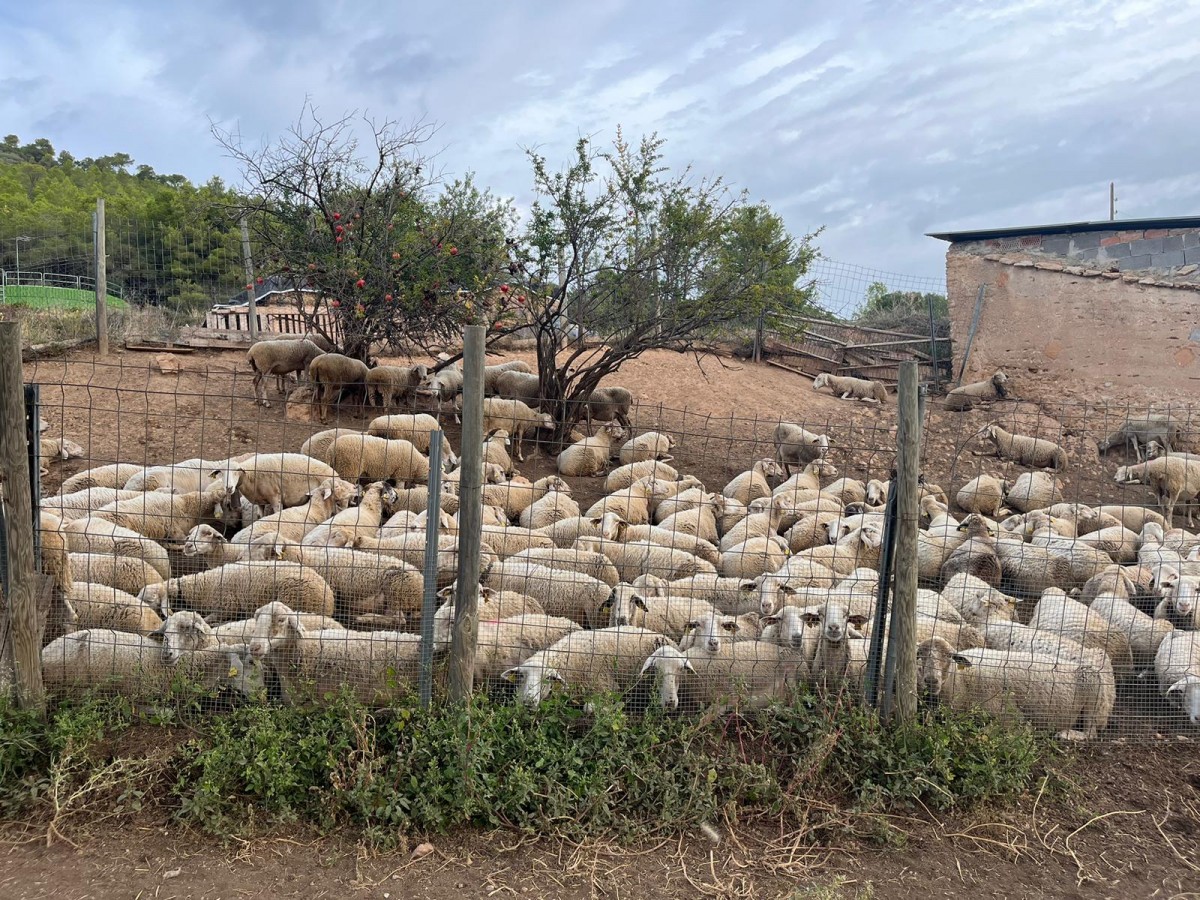 Un ramat d’ovelles