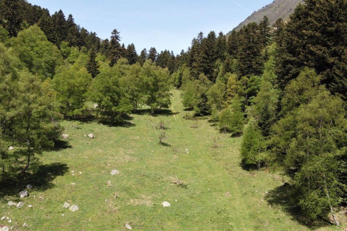Imatge del bosc del Gerdar, al Pallars Sobirà