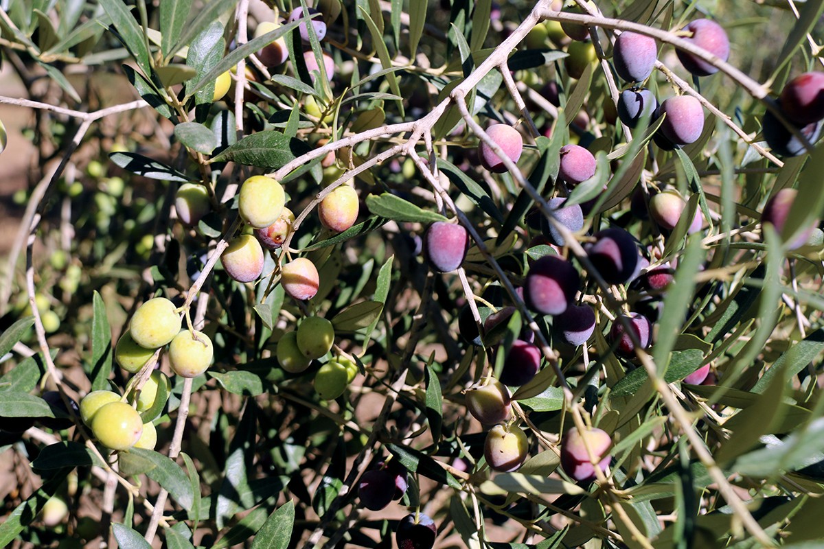 Olives en una olivera d'una finca de Valls.