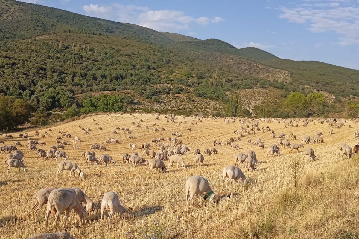 Una ramat d'ovelles pasturant a l'Alt Pirineu i Aran