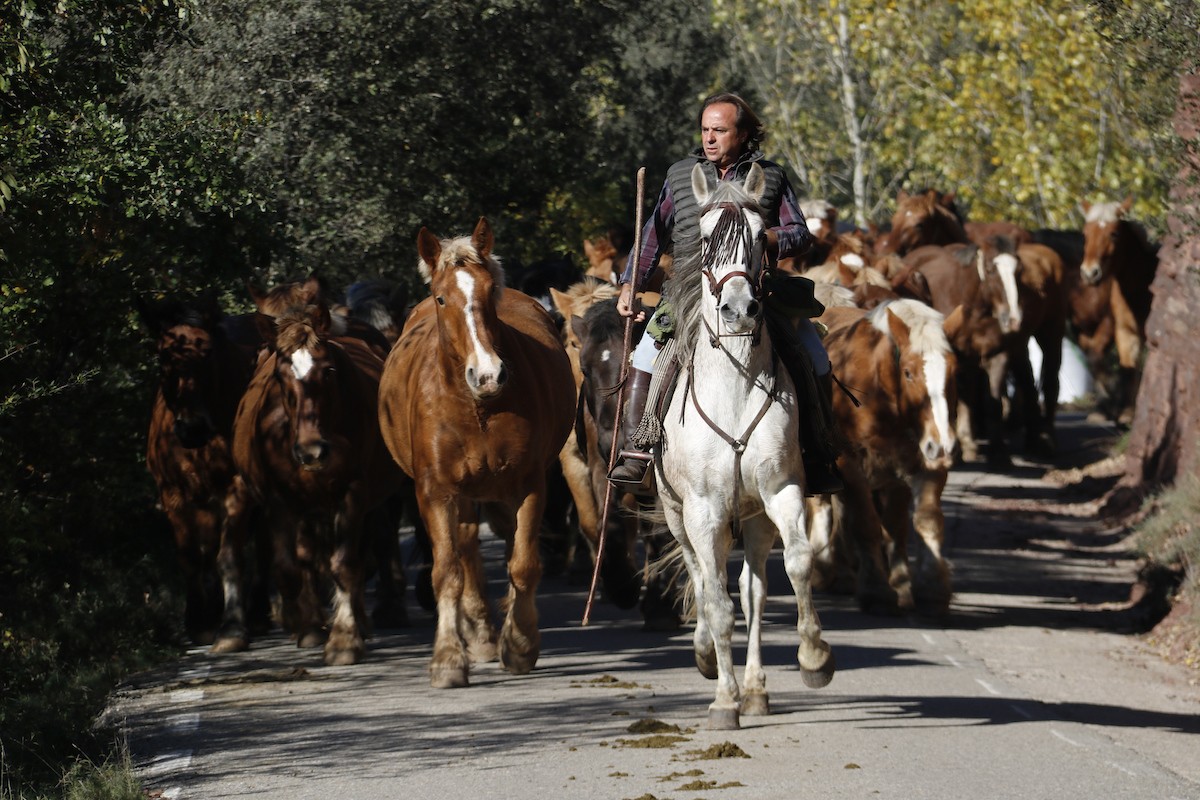 Pablo Moreno conduint els cavalls des d'Escós fins a Gerri de la Sal