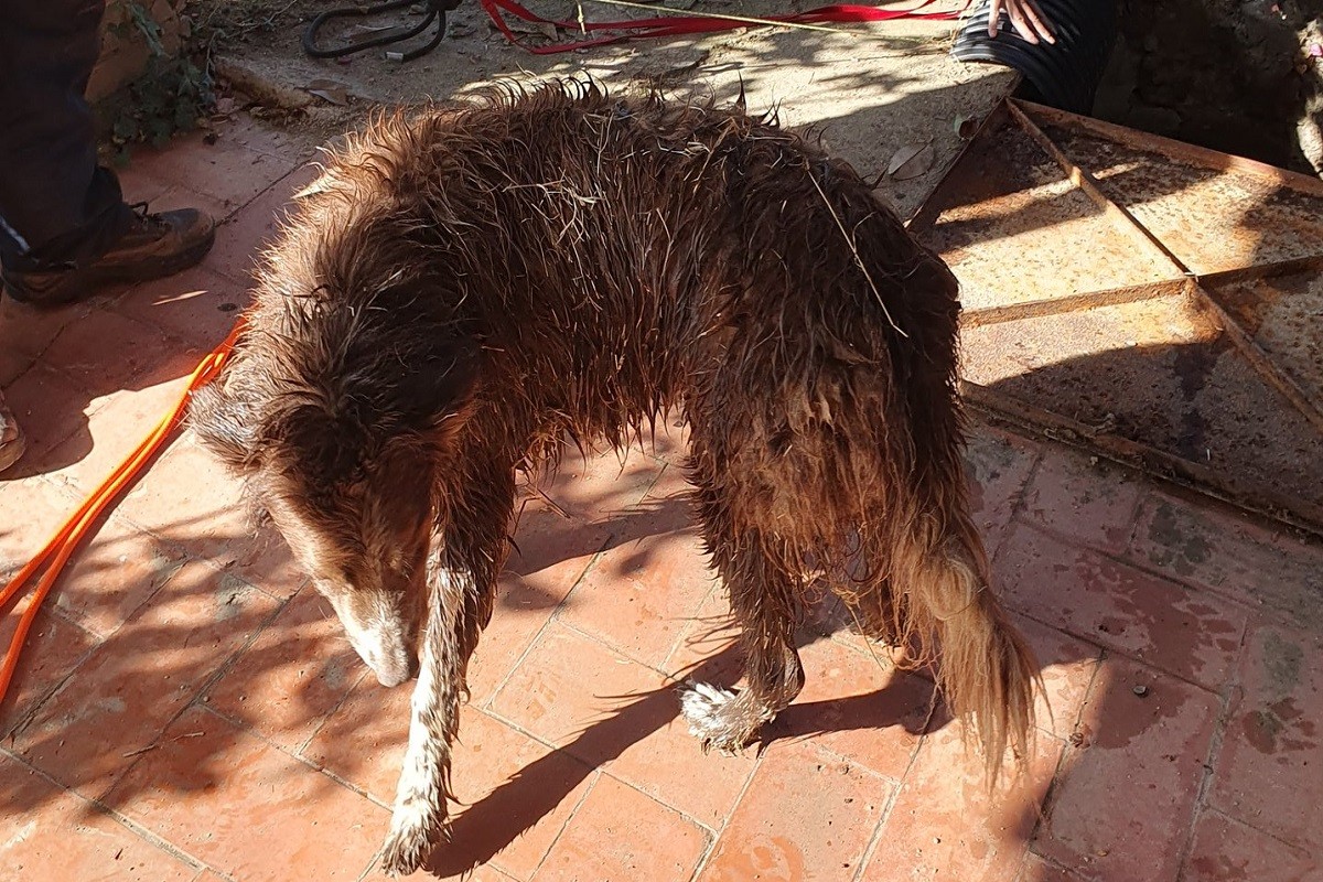 El gos, després de ser rescatat