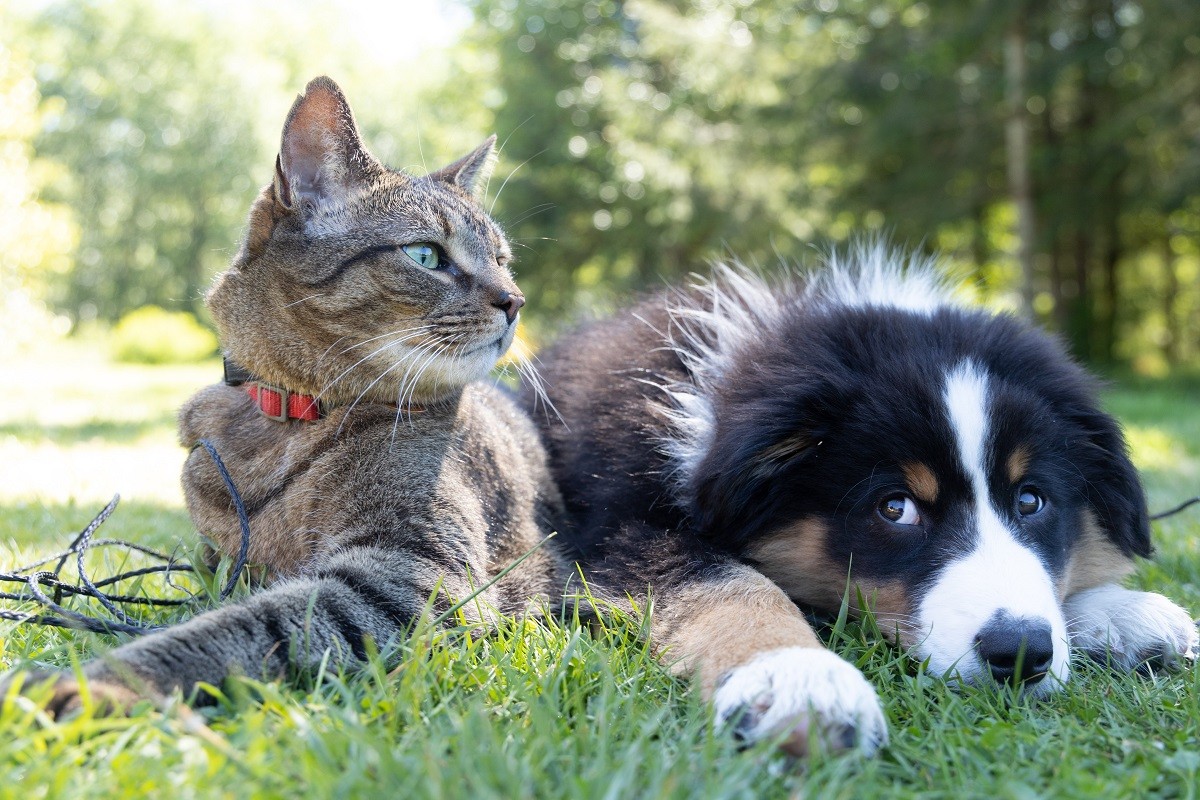 Un gat i un gos, en una imatge d'arxiu