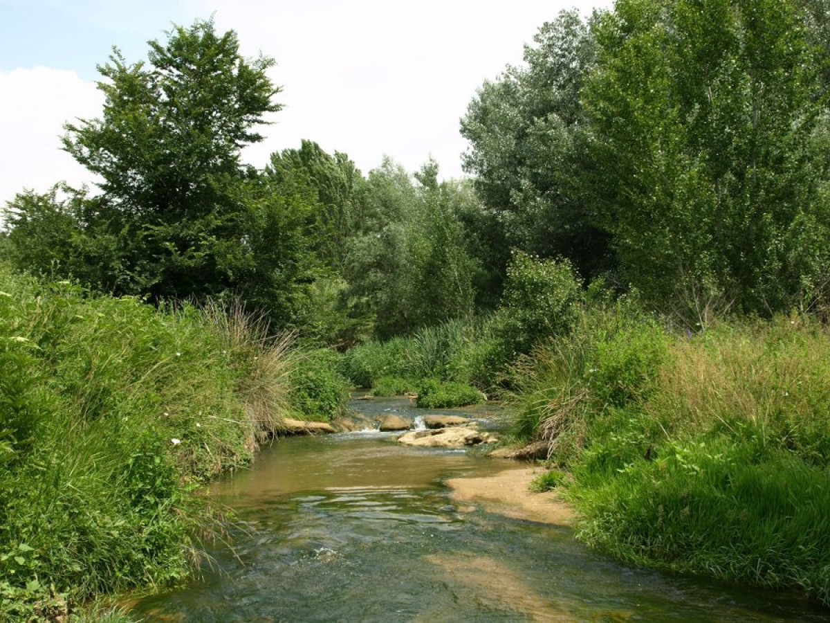 Imatge d'un bosc del Vallès Oriental