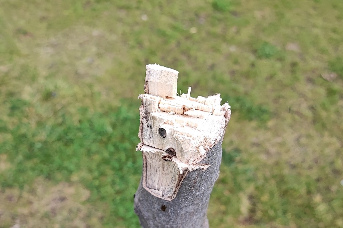 Imatge de l'arbre del parc tallat a cops de destral