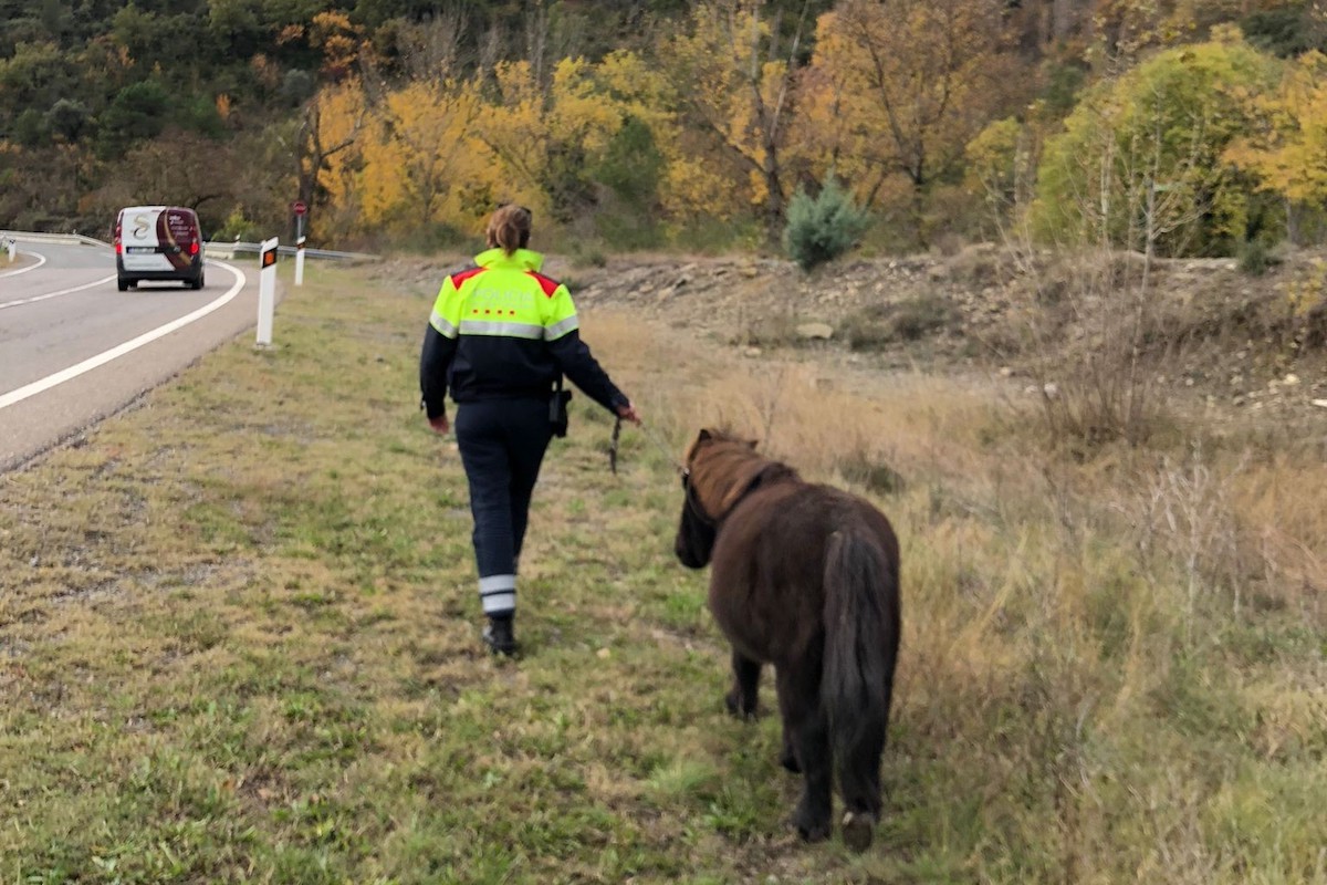 L'animal vagava sense rumb pel voral de la N-260