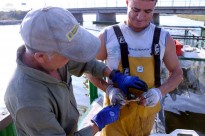 Vés a: L'associació Sediments denunciarà Endesa per delicte contra el medi ambient i risc catastròfic al Delta