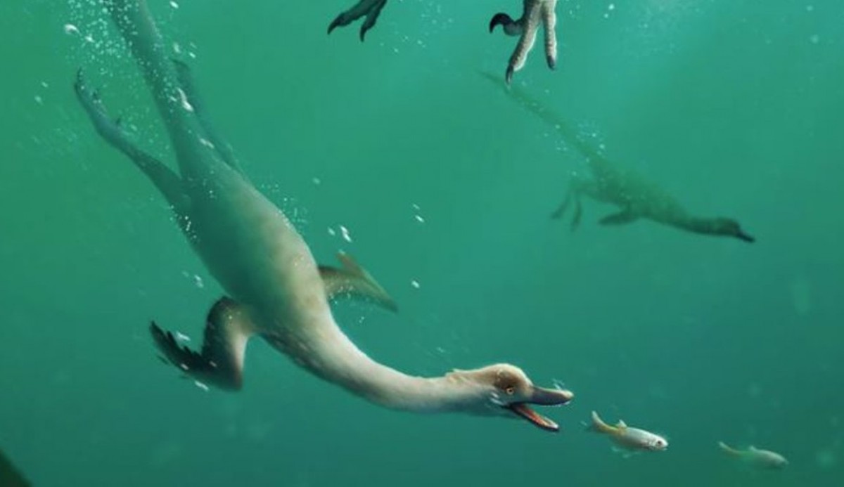 Paleontòlegs descobreixen restes del primer dinosaure que podia nedar i bussejar. 
