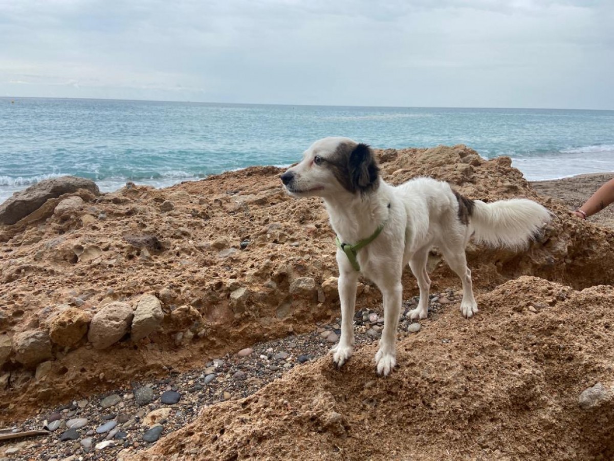 Imatge de la gossa perduda a Sant Cugat del Vallès