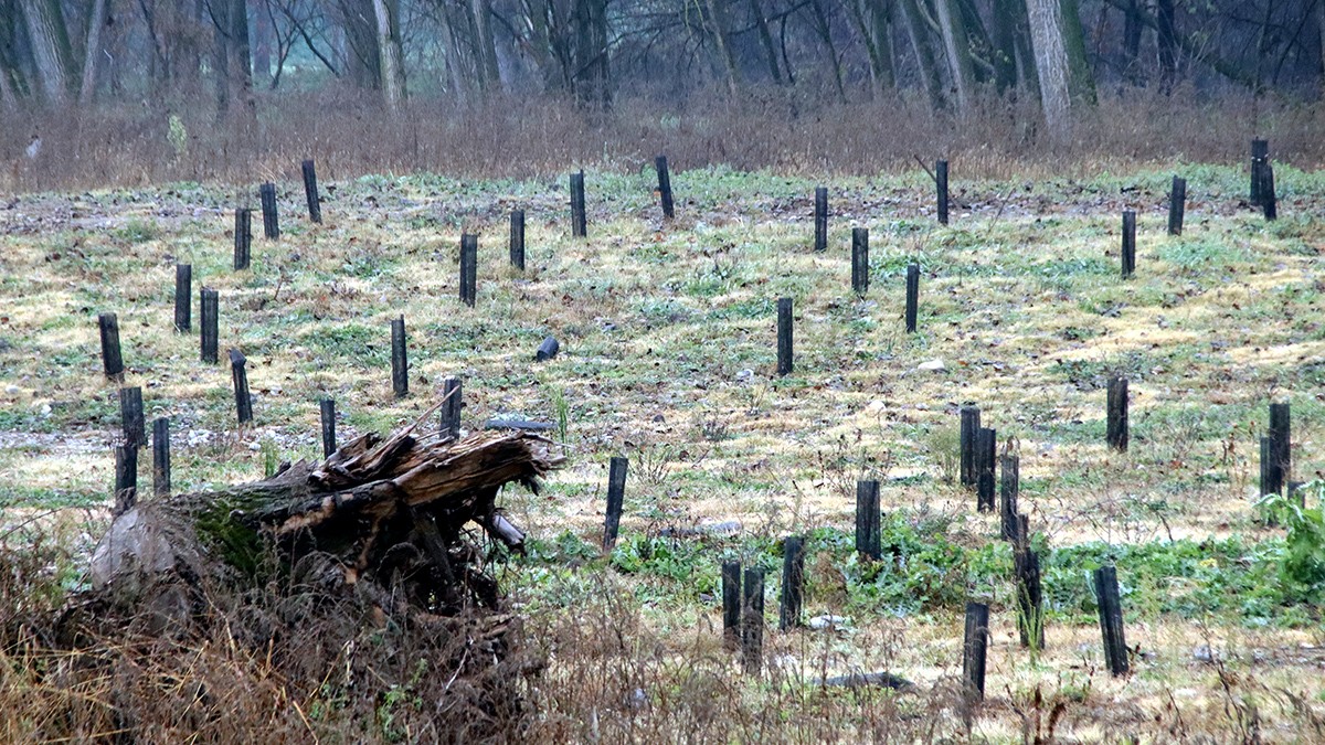 Verns, freixes i salzes són algunes de les espècies que s'han replantat als boscos de ribera del Ter.