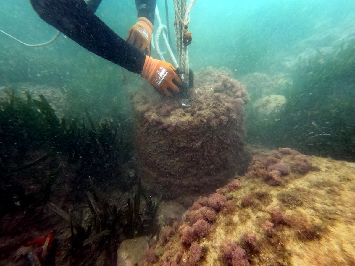 Un submarinista enganxa un bloc de formigó pròxim a una praderia de posidònia del fons marí de l'Hospitalet de l'Infant i Mont-roig del Camp.