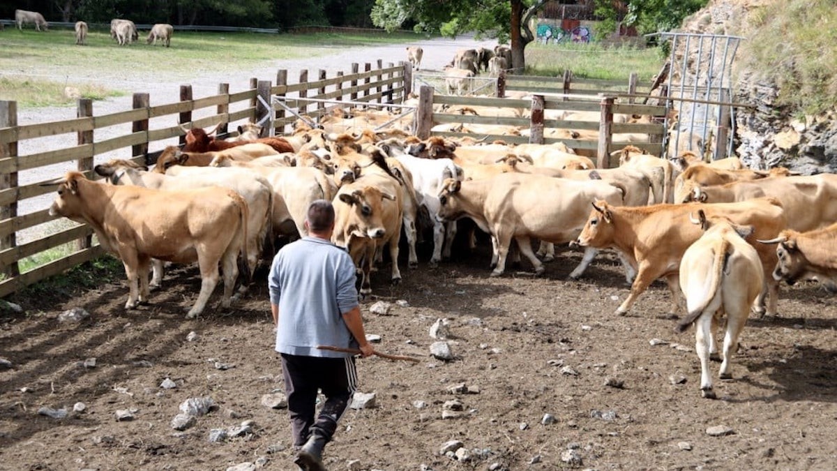 Un ramader del Pallars Sobirà en una imatge d'arxiu