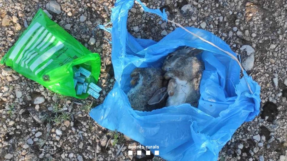 Conills morts i pastilles de verí interceptades pels Agents Rurals al Baix Ebre en una finca de cítrics  