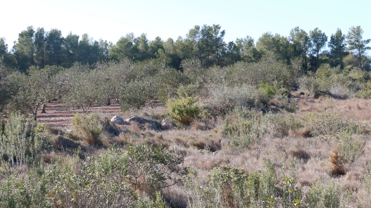 Imatge de part dels terrenys on es construiria el parc eòlic