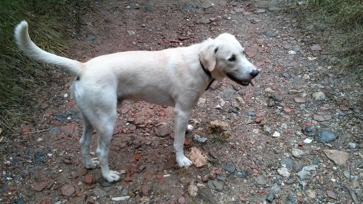 A Vallgorguina s'han recollit l'any 2022 vint-i-cinc gossos abandonats o perduts
