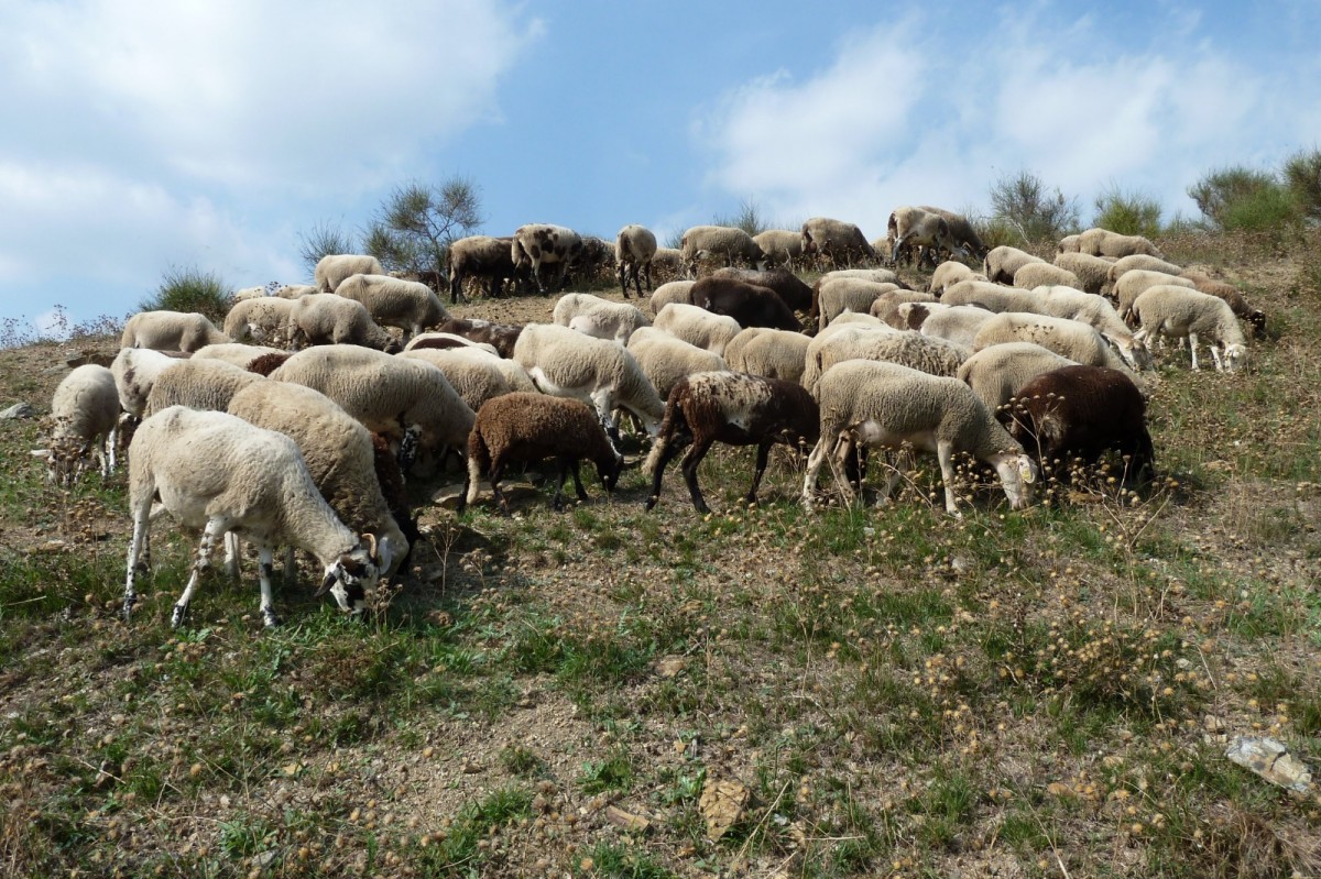 El ramat d'ovelles del pastor de Montcada i Reixac, José Montoya