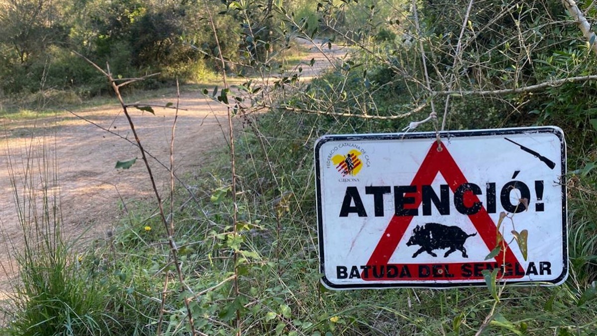 Una batuda del senglar en un bosc català