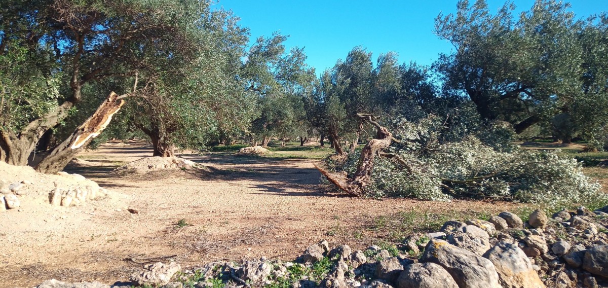 Destrosses del vent en un camp d'oliveres a Roquetes 