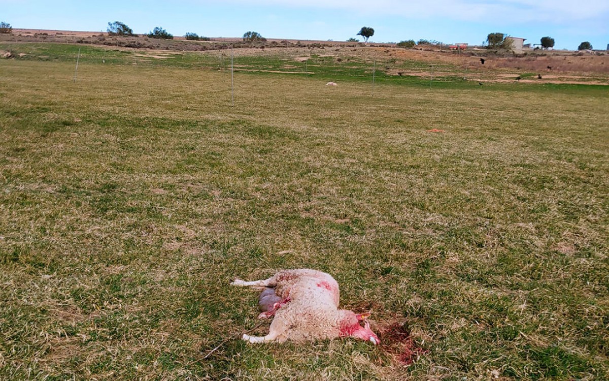 Una de les ovelles atacades per la lloba en un ramat d'Alcanyís 