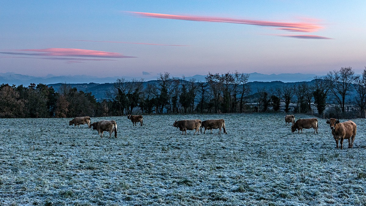 Vaques pasturant a Sant Bartomeu del Grau.