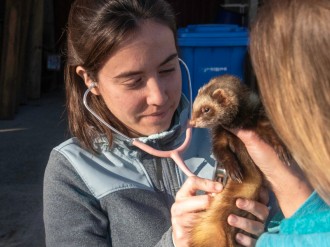 Vés a: ​Zoo del Pirineu engega cursos per a rehabilitar animals salvatges