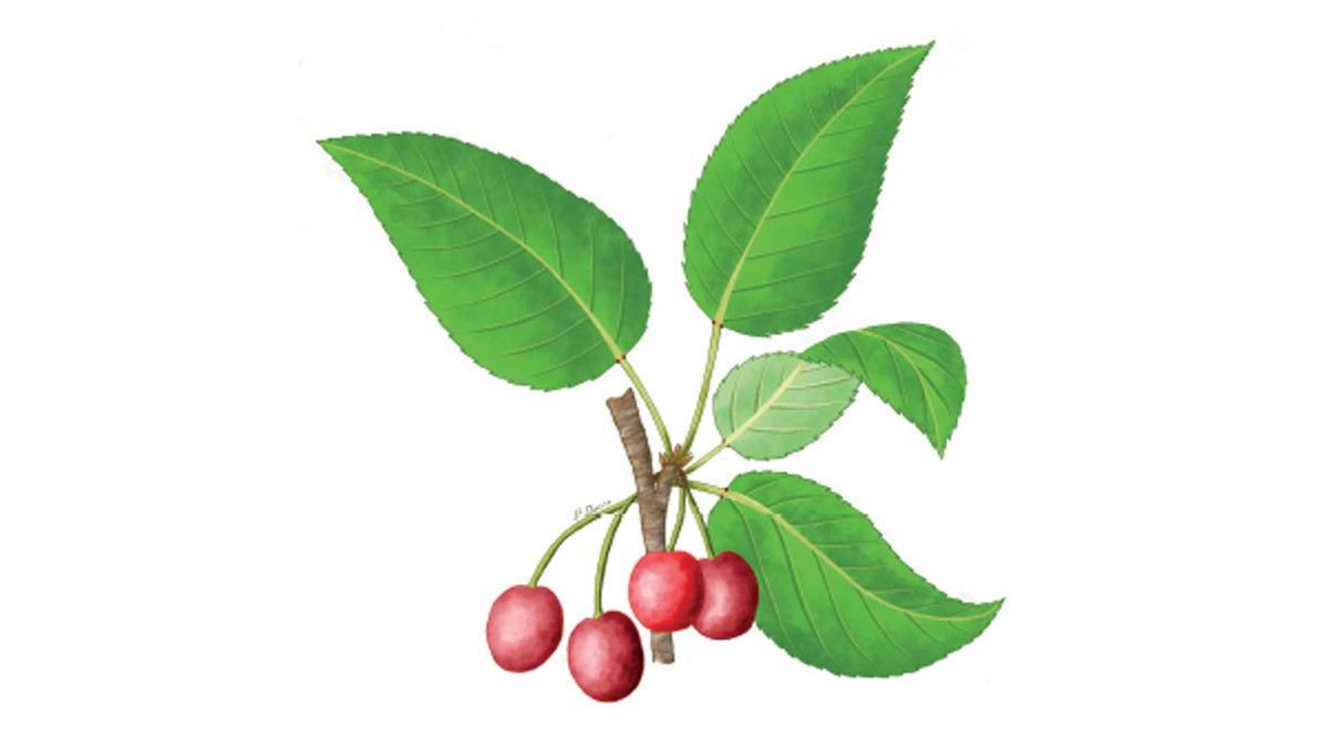 Cirerer ((Prunus avium), una de les plantes que es podran veure a l'exposició
