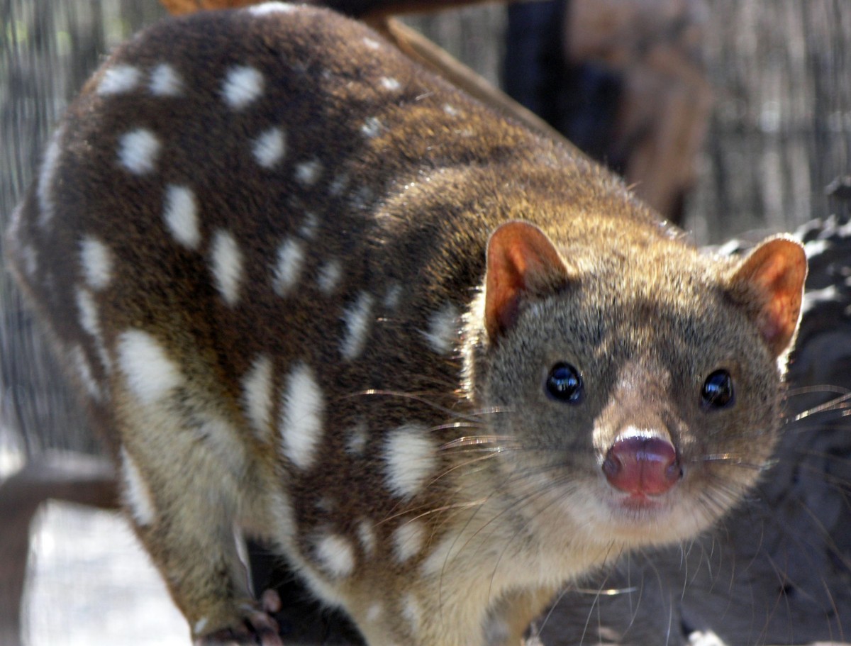 Un gat marsupial de cua tacada al nord d'Austràlia