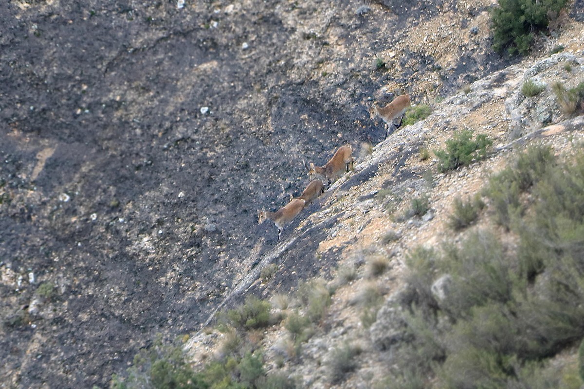 Tres exemplars de cabra salvatge, al seu pas pel Parc Natural del Montsant.