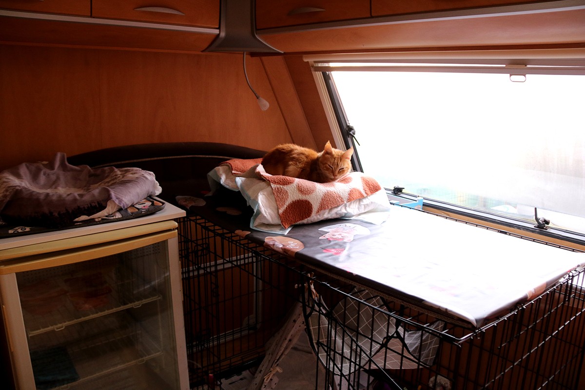 Un gat dorm sobre un coixí dins de la caravana del refugi d'animals de Salou.